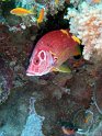DSC09369 - 050330 - Farce Mahmoud - Poisson ecureuil